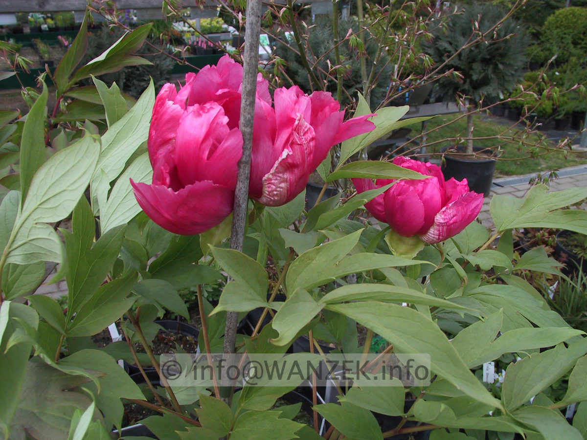 Paeonia suffruticosa rot+rosa.jpg